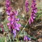 Vicia cracca L.