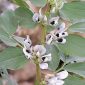 Vicia faba L.