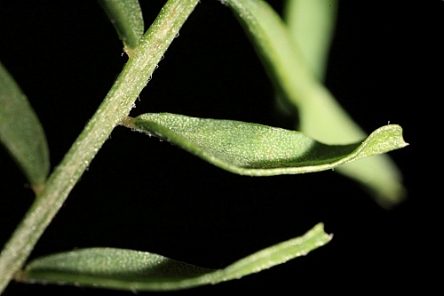 Vicia hirsuta (L.) Gray