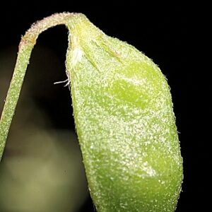 Vicia hirsuta (L.) Gray