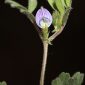 Vicia lathyroides L.