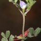 Vicia lathyroides L.