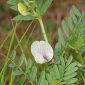 Vicia lutea L.