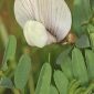 Vicia lutea L.