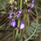 Vicia onobrychioides L.