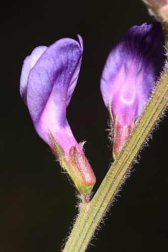 Vicia onobrychioides L.