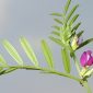 Vicia sativa L.