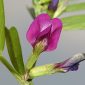 Vicia sativa L.