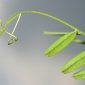 Vicia sativa L.