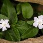 Vinca difformis Pourr.