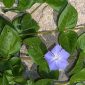 Vinca difformis Pourr.