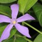 Vinca major L.