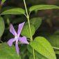 Vinca major L.