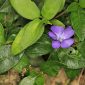 Vinca minor L.