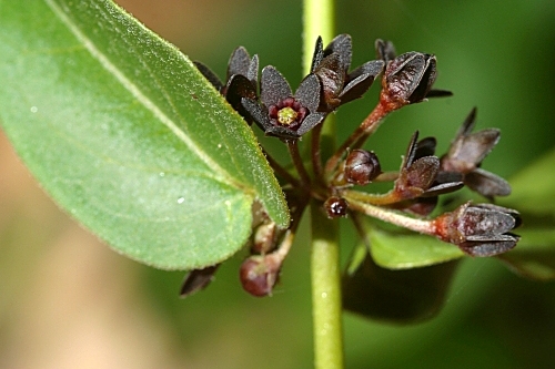 Vincetoxicum nigrum (L.) Moench