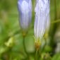 Wahlenbergia hederacea (L.) Rchb.