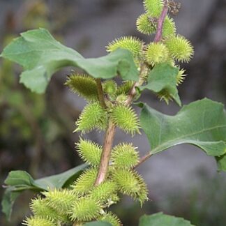 Xanthium strumarium L.