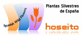 Plantas Silvestres de España