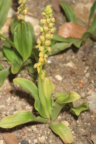 Aceras anthropophorum (L.) W. T. Aiton