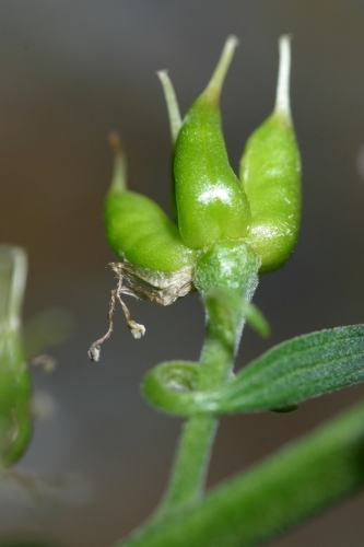 Aconitum vulparia subsp. neapolitanum (Ten.) Muñoz Garm. ex Molero & C. Blanché