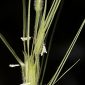 Aegilops triuncialis L.