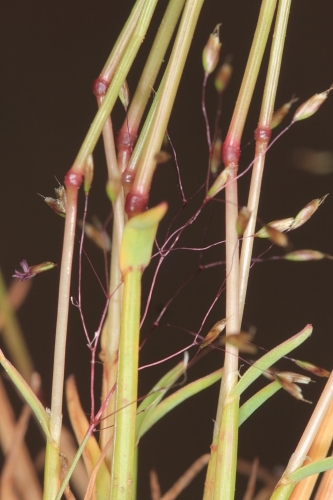 Agrostis delicatula Pourr. ex Lapeyr.