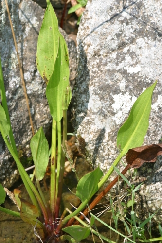 Alisma plantago-aquatica L.