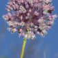 Allium ampeloprasum L.