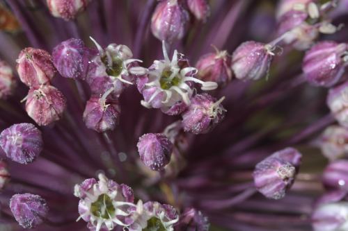 Allium ampeloprasum L.