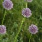 Allium ampeloprasum L.