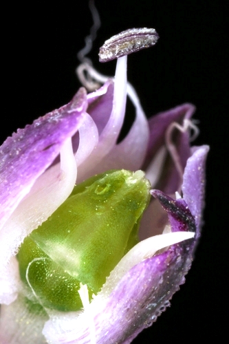 Allium ampeloprasum L.