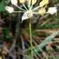 Allium moly L.