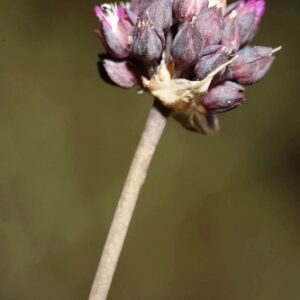 Allium melananthum Coincy