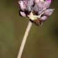 Allium melananthum Coincy
