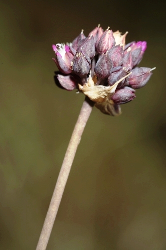 Allium melananthum Coincy