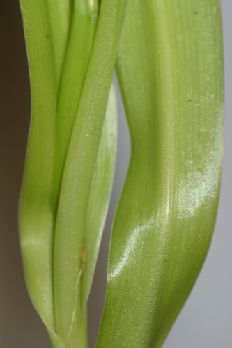 Allium neapolitanum Cirillo
