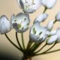 Allium neapolitanum Cirillo