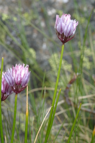 Allium schoenoprasum L.