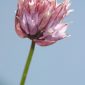 Allium schoenoprasum L.