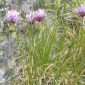 Allium schoenoprasum L.