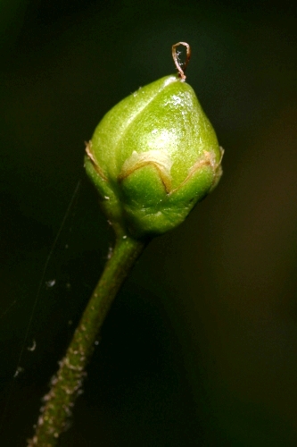 Allium scorzonerifolium DC.