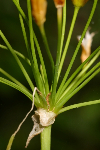 Allium scorzonerifolium DC.
