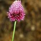 Allium sphaerocephalon L.