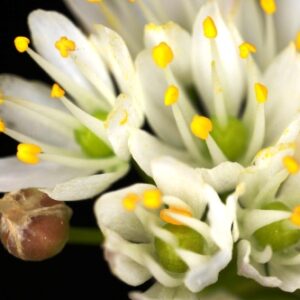Allium subvillosum Schultes & Schultes fil.