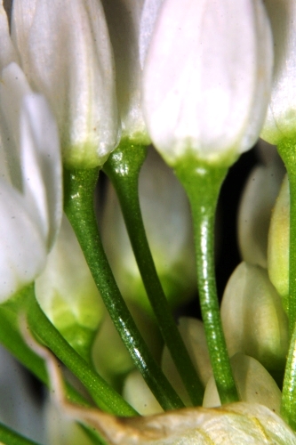 Allium subvillosum Schultes & Schultes fil.