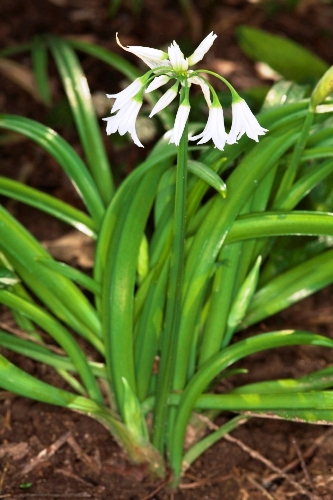 Allium triquetrum L.