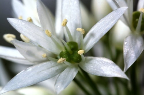 Allium ursinum L.