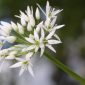 Allium ursinum L.