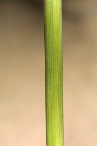 Ammophila arenaria (L.) Link