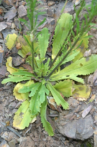 Anarrhinum bellidifolium (L.) Willd.